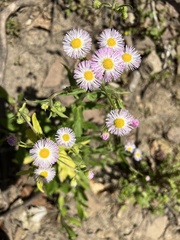 Erigeron