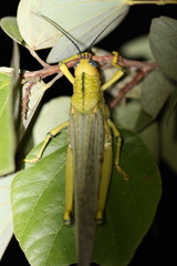 Tropidacris cristata