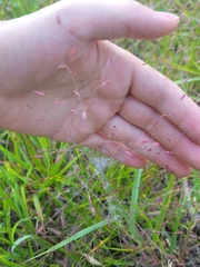 Eragrostis spectabilis