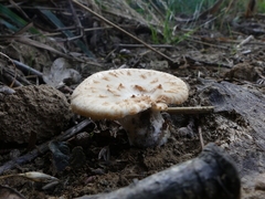 Polyporus tuberaster