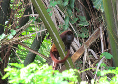 Alouatta seniculus