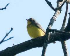 Cardellina canadensis
