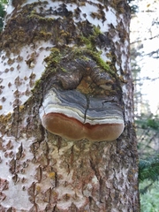 Phellinus