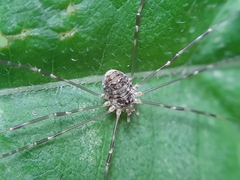 Amilenus aurantiacus