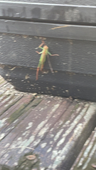 Orchelimum pulchellum