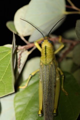 Tropidacris cristata