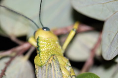Tropidacris cristata