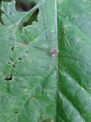 Amilenus aurantiacus