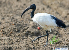 Threskiornis aethiopicus