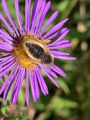 Sparnopolius confusus