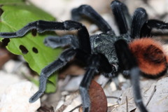 Tliltocatl epicureanus