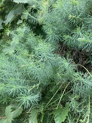 Euphorbia cyparissias