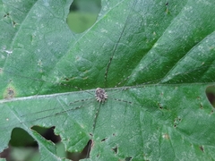 Amilenus aurantiacus