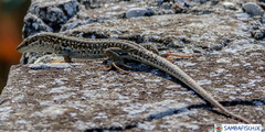 Podarcis siculus