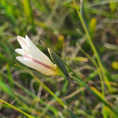 Gladiolus trichonemifolius