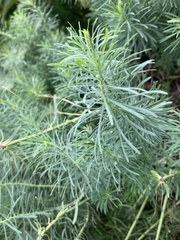 Euphorbia cyparissias