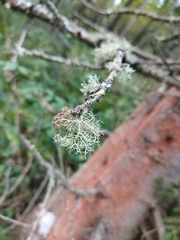 Evernia mesomorpha