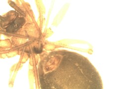 Agyneta simplicitarsis