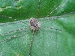 Amilenus aurantiacus