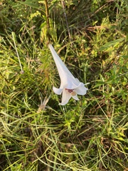 Lilium formosanum