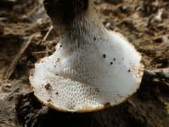 Polyporus tuberaster