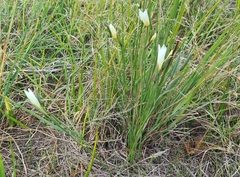Gladiolus trichonemifolius