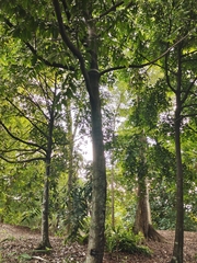 Diospyros tristis