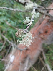 Evernia mesomorpha
