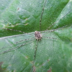 Amilenus aurantiacus