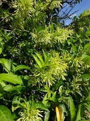 Cestrum nocturnum