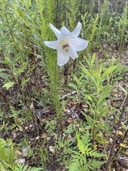 Lilium formosanum