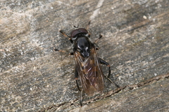 Chalcosyrphus nemorum