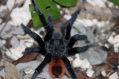 Tliltocatl epicureanus