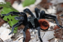 Tliltocatl epicureanus