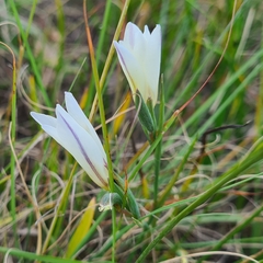 Gladiolus trichonemifolius