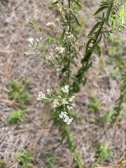 Eupatorium mohrii