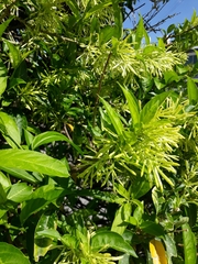 Cestrum nocturnum