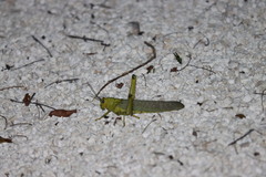 Tropidacris cristata