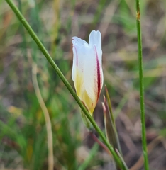 Gladiolus trichonemifolius