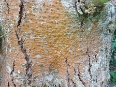 Trentepohlia