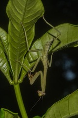 Stagmatoptera