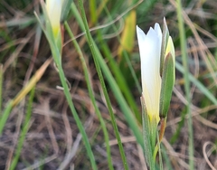 Gladiolus trichonemifolius