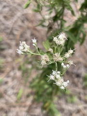 Eupatorium mohrii