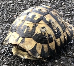 Testudo hermanni