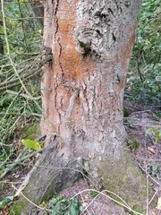 Trentepohlia