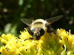 Eristalis flavipes