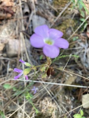 Oxalis violacea