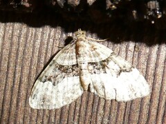 Xanthorhoe lacustrata