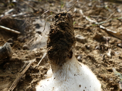 Polyporus tuberaster