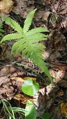 Phegopteris